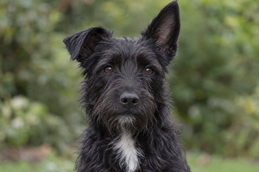 A black wire-haired terrier with brown eyes, uneven ears and a small white chest marking against a soft green background
