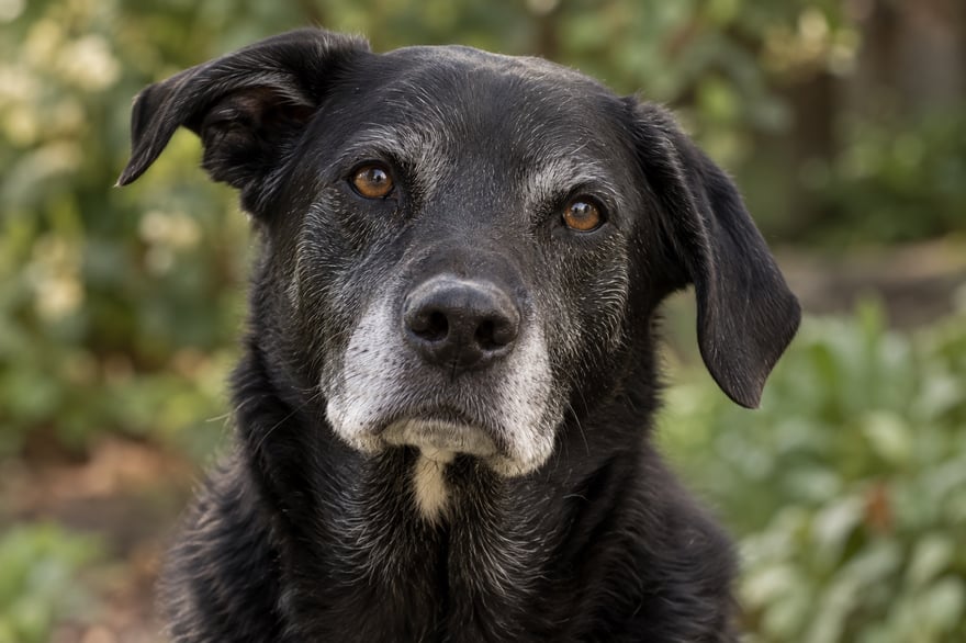 A senior black dog with amber-brown eyes, a salt-and-pepper muzzle and unevenly folded ears