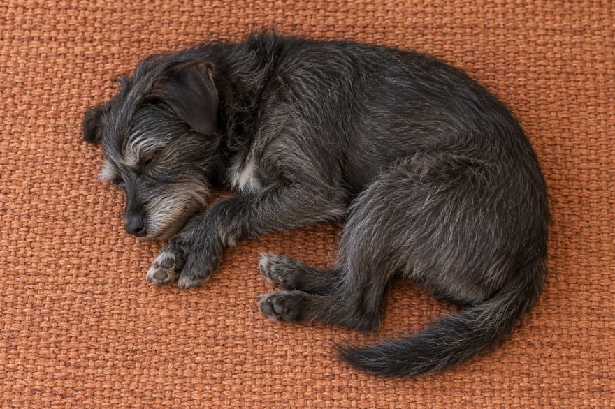 An overhead view of a charcoal-grey terrier sleeping curled on a terracotta mat, with its whole outline visible